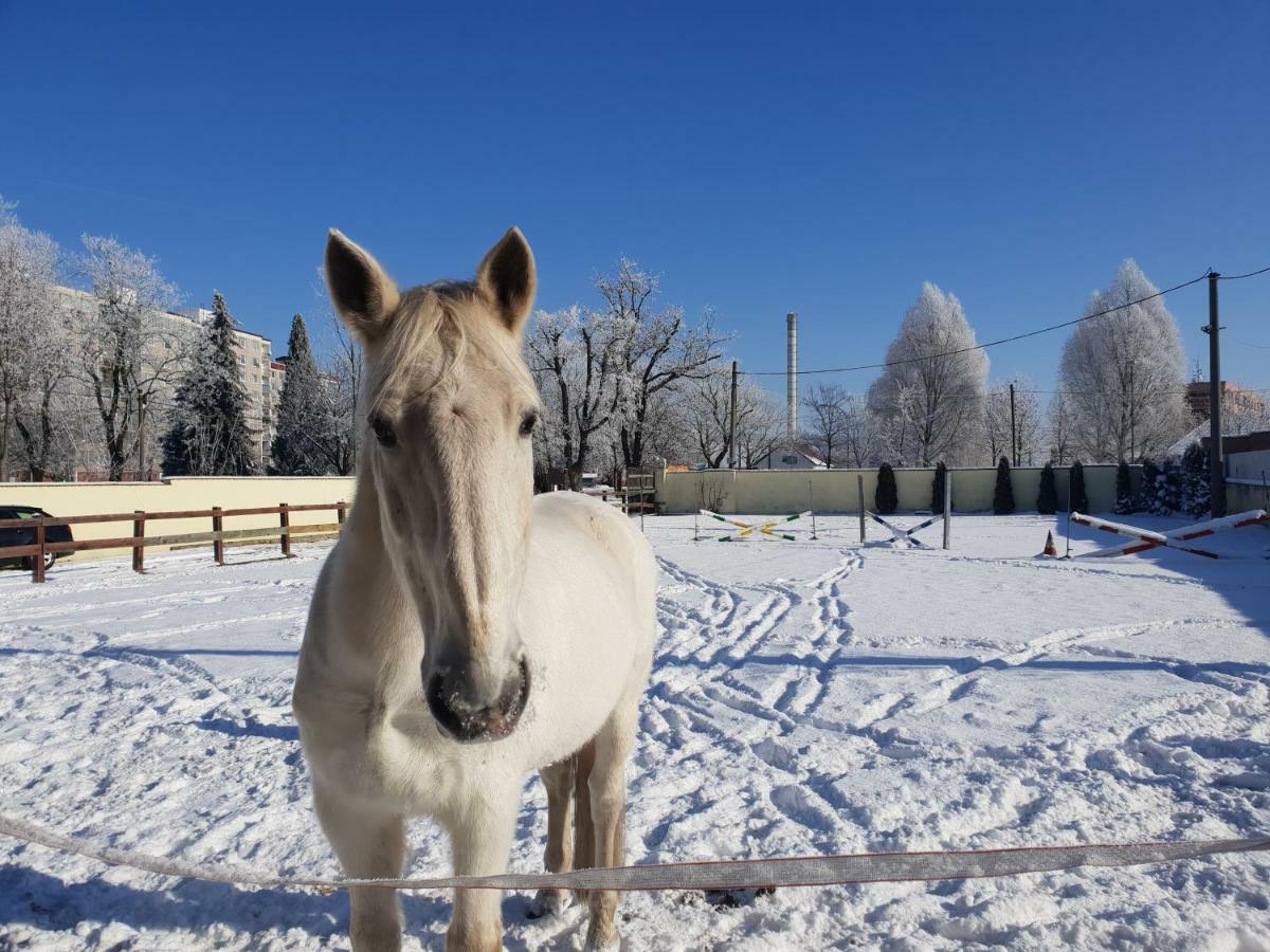Farm Stay Nh Stables Nyrany Bagian luar foto