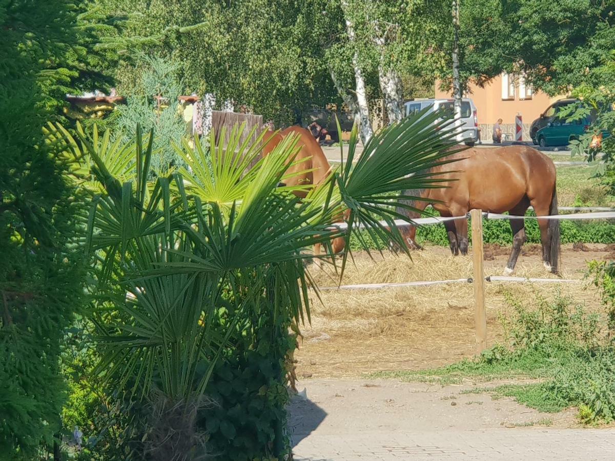 Farm Stay Nh Stables Nyrany Bagian luar foto